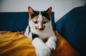 About 2 - Wag & Purr