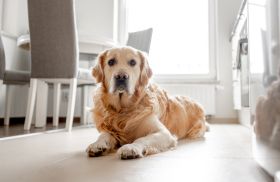 About 3 - Wag & Purr