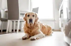 About 3 - Wag & Purr