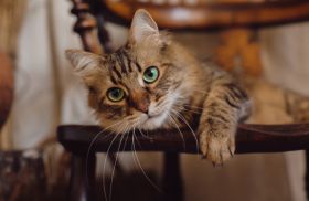 About 4 - Wag & Purr