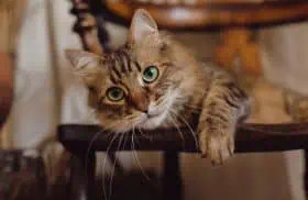 About 4 - Wag & Purr