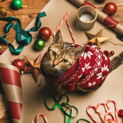 Additional Fees-Wag-and-Purr Additional Fees-Wag-and-Purr