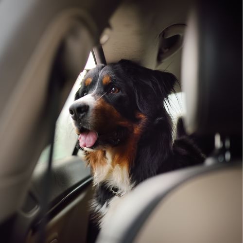 Additional Services-Wag-and-Purr Additional Services-Wag-and-Purr