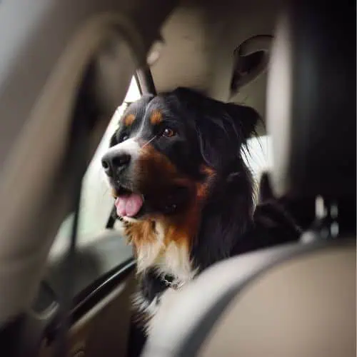 Additional Services-Wag-and-Purr Additional Services-Wag-and-Purr