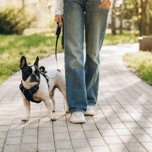 Dog-Walking-Wag-and-Purr Dog-Walking-Wag-and-Purr