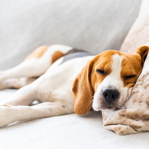 Overnight Visits-Wag-and-Purr Overnight Visits-Wag-and-Purr