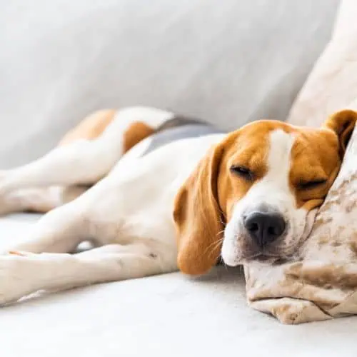 Overnight Visits-Wag-and-Purr Overnight Visits-Wag-and-Purr
