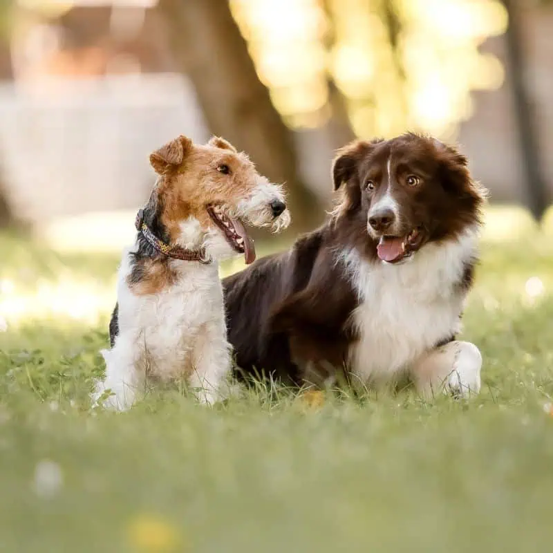 Contact Wag & Purr Denver CO Contact Wag & Purr Denver CO
